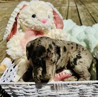 Rusten , a male Great Dane for sale in Pleasant Lake, IN – 2 of 3