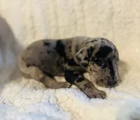 Jack, a male Great Dane for sale in Pleasant Lake, IN – 1 of 1