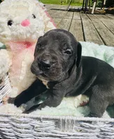 Buster, a male Great Dane for sale in Pleasant Lake, IN – 3 of 4
