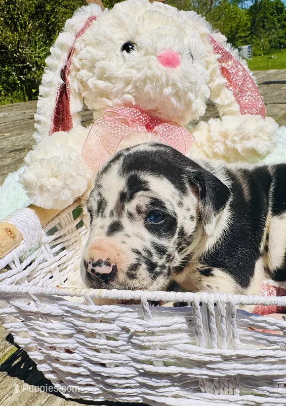 Melody – Great Dane puppy for sale in Pleasant Lake, IN