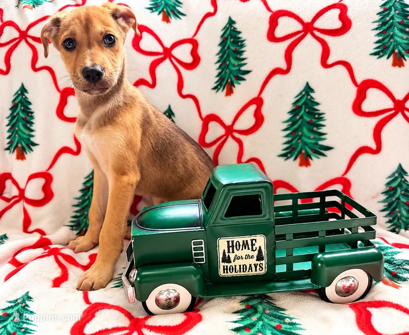 Marabelle – Great Dane, Siberian Husky puppy for sale in Pleasant Lake, IN