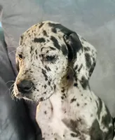 Bruce, a male Great Dane for sale in Pleasant Lake, IN – 3 of 6