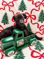Ash, a female Great Dane and Siberian Husky for sale in Pleasant Lake, IN – 2 of 4