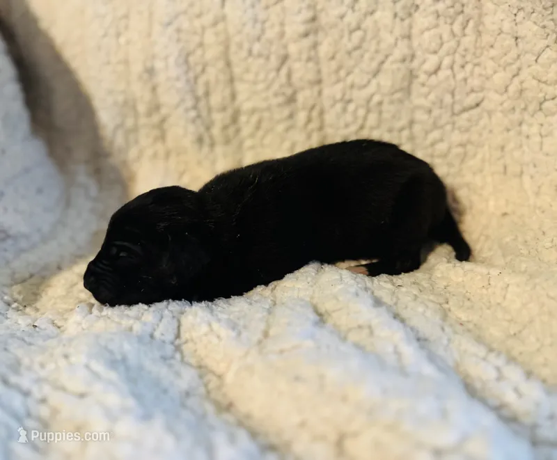 Buster – Great Dane puppy for sale in Pleasant Lake, IN