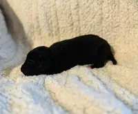 Buster, a male Great Dane for sale in Pleasant Lake, IN – 1 of 1