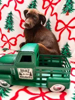 Cocoa, a female Great Dane and Siberian Husky for sale in Pleasant Lake, IN – 3 of 3
