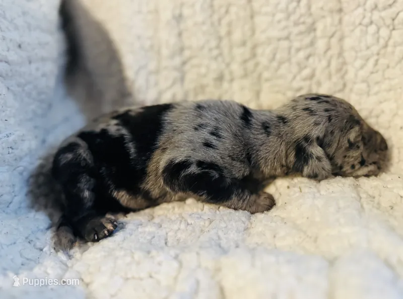 Willow – Great Dane puppy for sale in Pleasant Lake, IN
