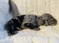 Willow, a female Great Dane for sale in Pleasant Lake, IN – 1 of 1