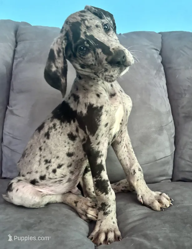 Rusten  – Great Dane puppy for sale in Pleasant Lake, IN