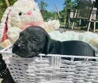 Starla, a female Great Dane for sale in Pleasant Lake, IN – 2 of 3