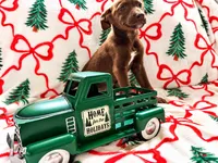 Lacey, a female Great Dane and Siberian Husky for sale in Pleasant Lake, IN – 2 of 2