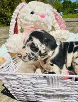 Melody, a male Great Dane for sale in Pleasant Lake, IN – 3 of 4