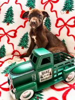 Lacey, a female Great Dane and Siberian Husky for sale in Pleasant Lake, IN – 1 of 2