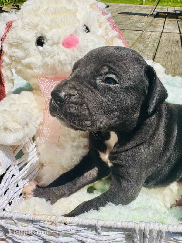 Buster – Great Dane puppy for sale in Pleasant Lake, IN