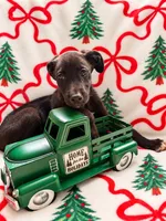 Ash, a female Great Dane and Siberian Husky for sale in Pleasant Lake, IN – 4 of 4