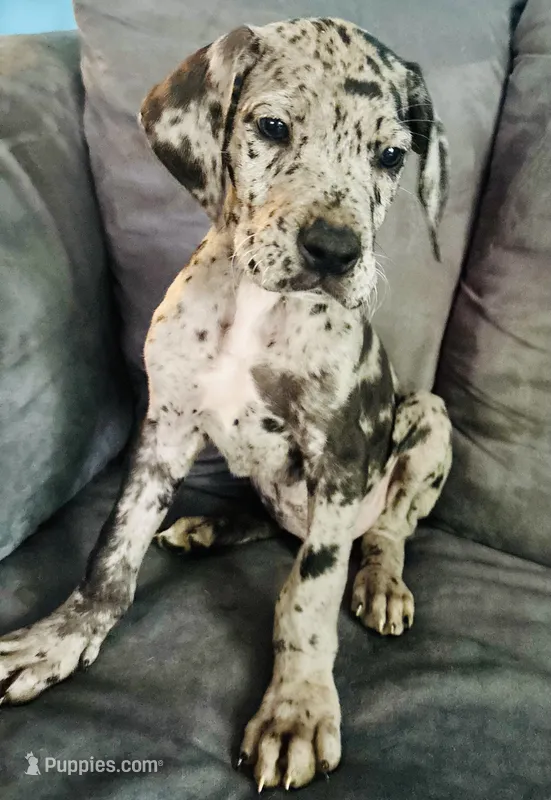 Bruce – Great Dane puppy for sale in Pleasant Lake, IN