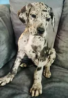 Bruce, a male Great Dane for sale in Pleasant Lake, IN – 2 of 6