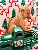 Marabelle, a female Great Dane and Siberian Husky for sale in Pleasant Lake, IN – 3 of 3