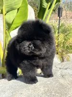 Archie, a male Chow Chow for sale in Mira Loma, CA – 10 of 10
