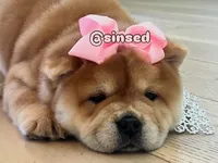 Athena, a female Chow Chow for sale in Mira Loma, CA – 7 of 10
