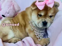 Athena, a female Chow Chow for sale in Mira Loma, CA – 10 of 10