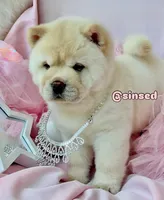 Ariel, a female Chow Chow for sale in Mira Loma, CA – 8 of 10