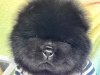 Archie, a male Chow Chow for sale in Mira Loma, CA – 7 of 10