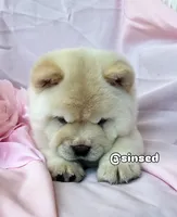 Ariel, a female Chow Chow for sale in Mira Loma, CA – 10 of 10