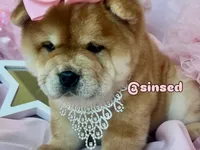 Athena, a female Chow Chow for sale in Mira Loma, CA – 9 of 10