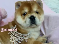 Athena, a female Chow Chow for sale in Mira Loma, CA – 5 of 10