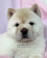 Ariel, a female Chow Chow for sale in Mira Loma, CA – 4 of 10