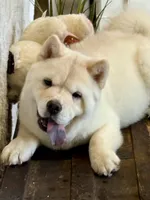 Ariel smooth, a female Chow Chow for sale in Mira Loma, CA – 2 of 10