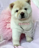 Ariel, a female Chow Chow for sale in Mira Loma, CA – 9 of 10