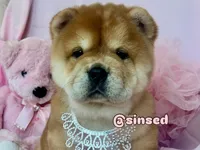 Athena, a female Chow Chow for sale in Mira Loma, CA – 1 of 10