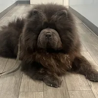 Grover, a male Chow Chow for sale in Mira Loma, CA – Photo 4 of 9