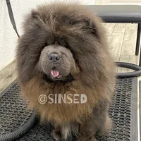 Grover, a male Chow Chow for sale in Mira Loma, CA – Photo 1 of 9