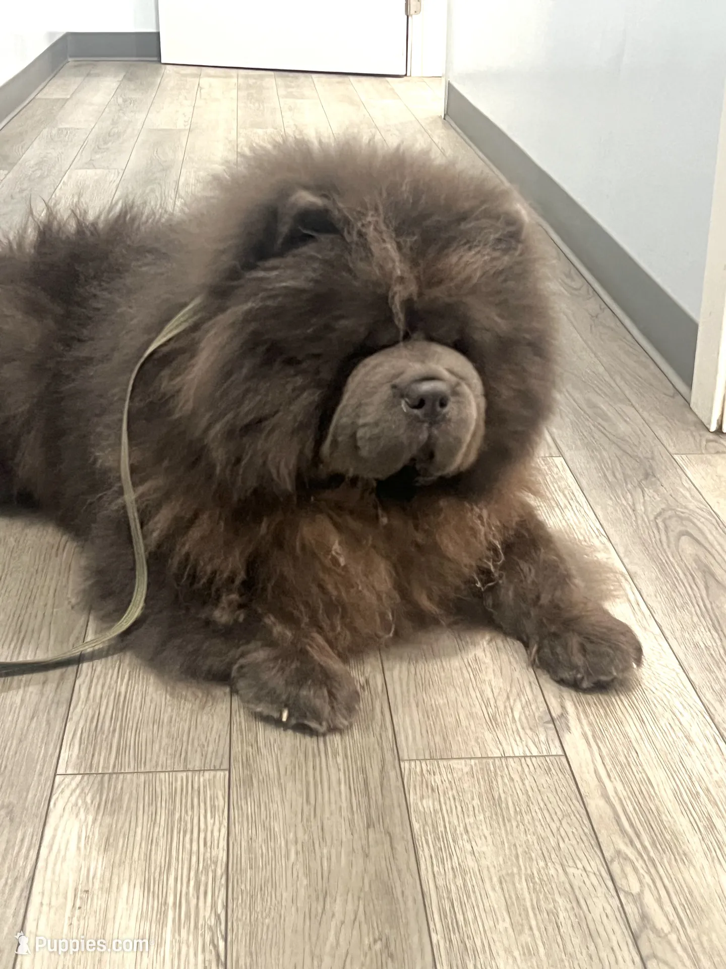 Grover – Chow Chow Puppy for Sale in Mira Loma, CA | Puppies.com