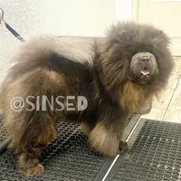Grover, a male Chow Chow for sale in Mira Loma, CA – Photo 8 of 9