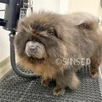 Grover, a male Chow Chow for sale in Mira Loma, CA – Photo 2 of 9