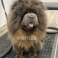 Grover, a male Chow Chow for sale in Mira Loma, CA – Photo 3 of 9