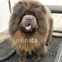 Grover, a male Chow Chow for sale in Mira Loma, CA – Photo 6 of 9