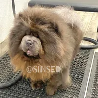 Grover, a male Chow Chow for sale in Mira Loma, CA – Photo 5 of 9