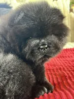 Archie, a male Chow Chow for sale in Mira Loma, CA – 4 of 10