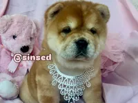 Athena, a female Chow Chow for sale in Mira Loma, CA – 3 of 10
