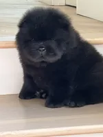 Archie, a male Chow Chow for sale in Mira Loma, CA – 2 of 10