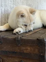Ariel smooth, a female Chow Chow for sale in Mira Loma, CA – 4 of 10