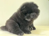 Archie, a male Chow Chow for sale in Mira Loma, CA – 1 of 10