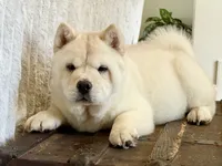 Ariel smooth, a female Chow Chow for sale in Mira Loma, CA – 3 of 10
