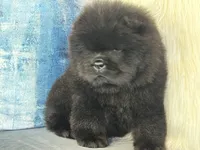 Archie, a male Chow Chow for sale in Mira Loma, CA – 3 of 10