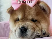 Athena, a female Chow Chow for sale in Mira Loma, CA – 4 of 10